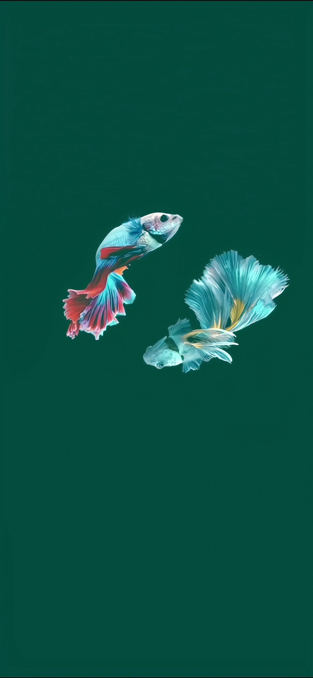 富贵鱼4k动态壁纸