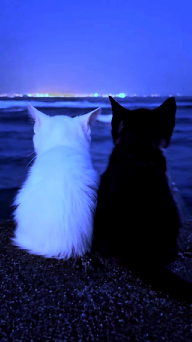 陪你看海