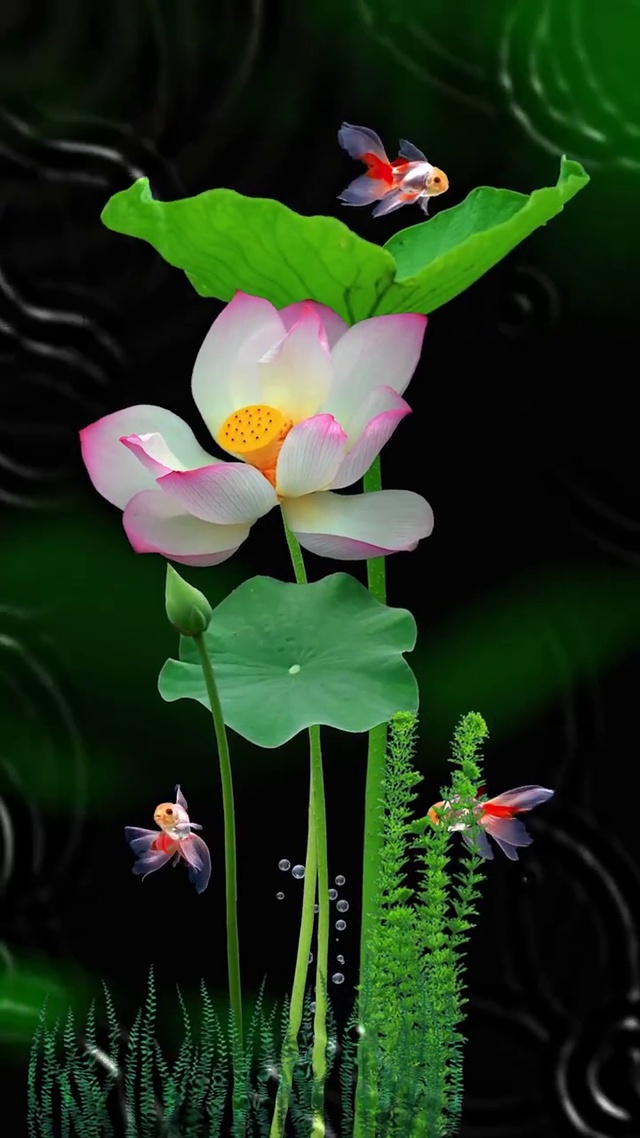 荷花
