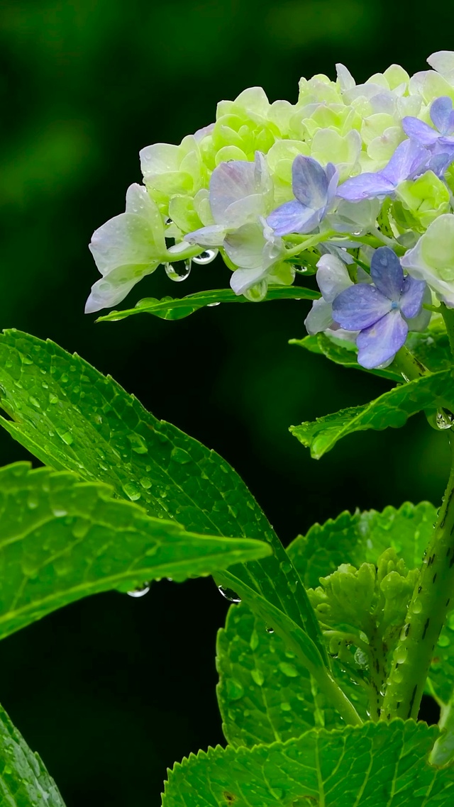 护眼雨中花朵