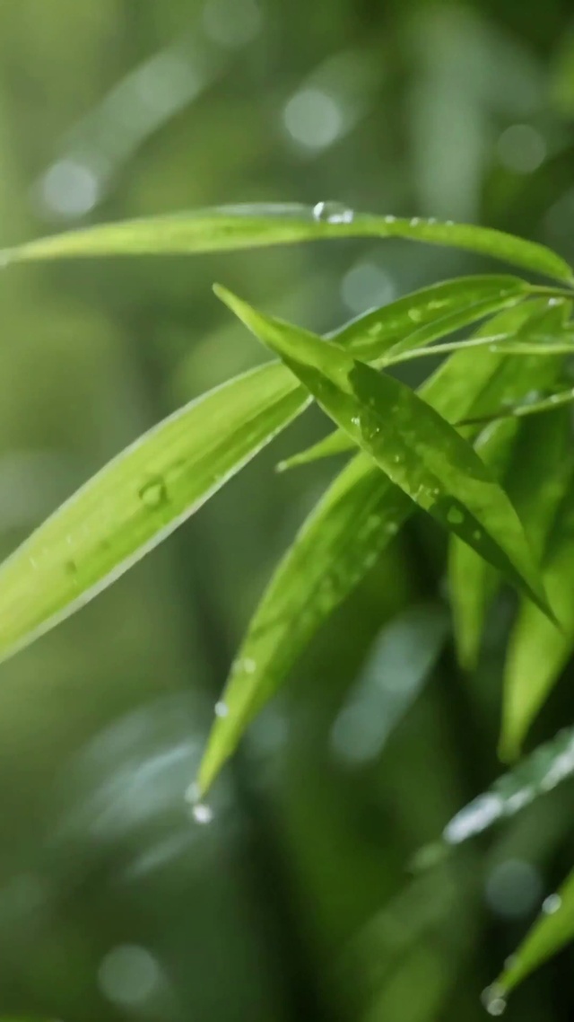 心有清欢 清新雨后翠竹