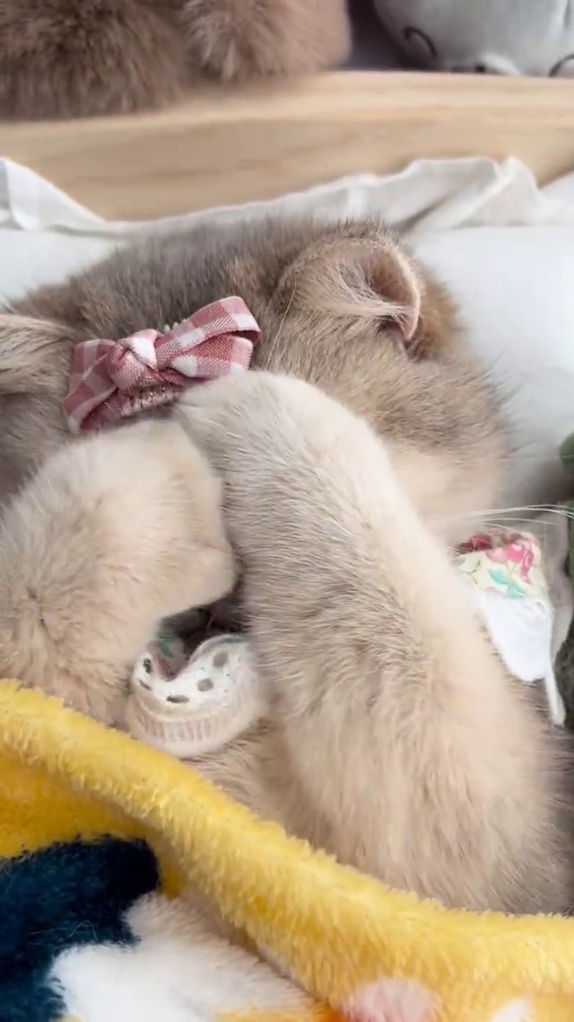 睡懒觉的小猫咪