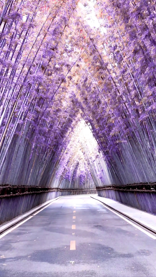 紫竹