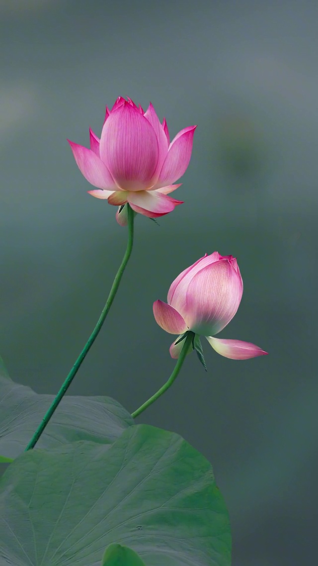 莲花