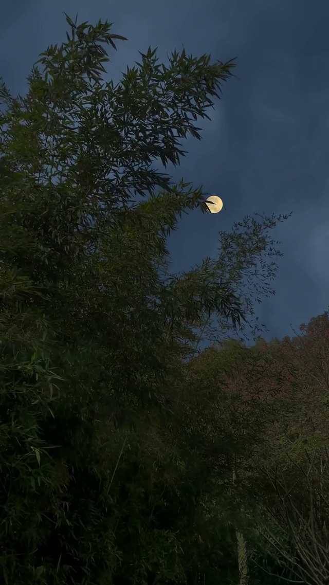 治愈竹林月光
