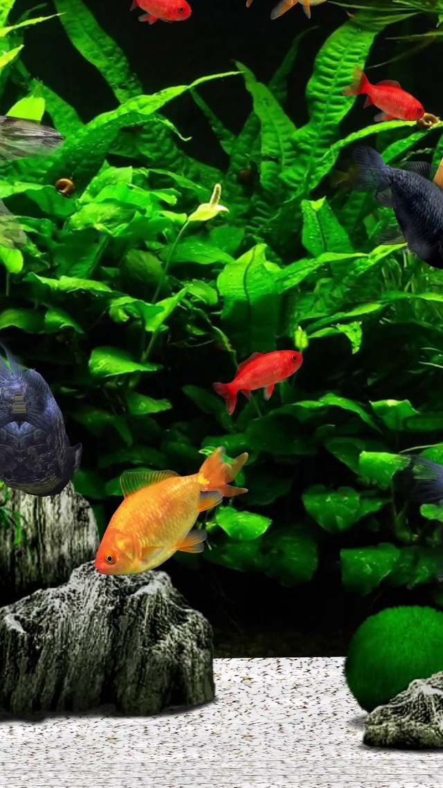 4K护眼水草金鱼