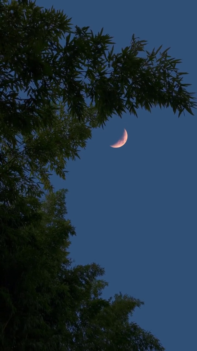 托月亮告诉你我喜欢你