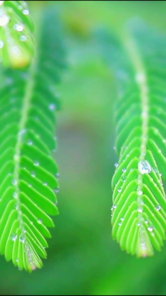 4K治愈护眼晨露