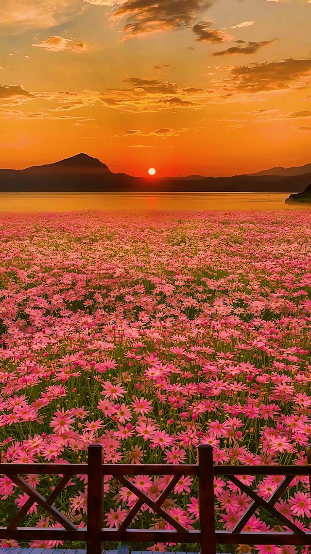 小雏菊花海