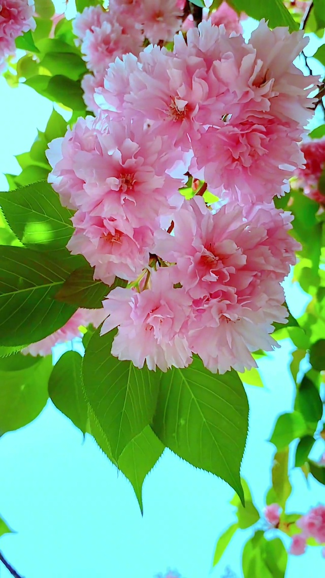 花开花落