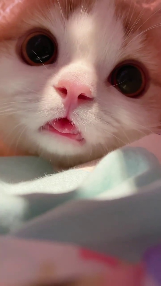 吐舌头的小猫咪
