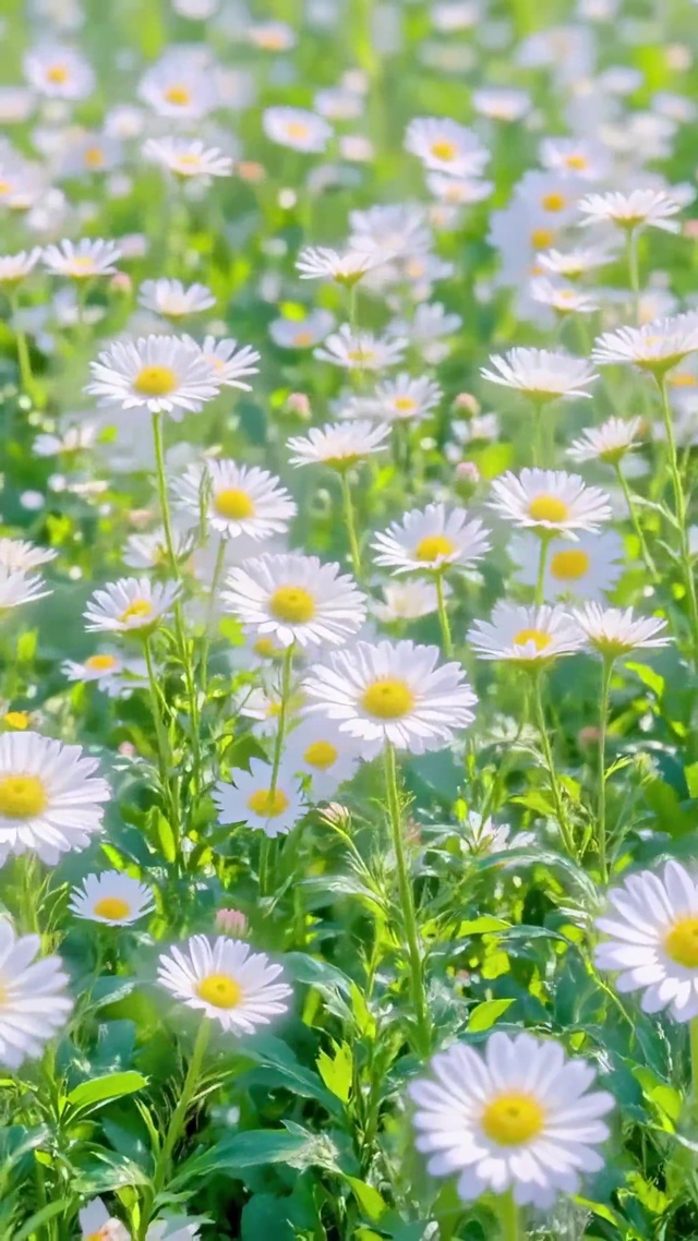 夏日花海盛开小雏菊