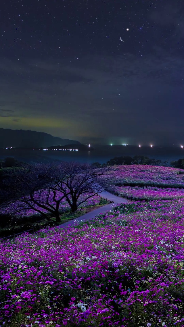星空下的花海