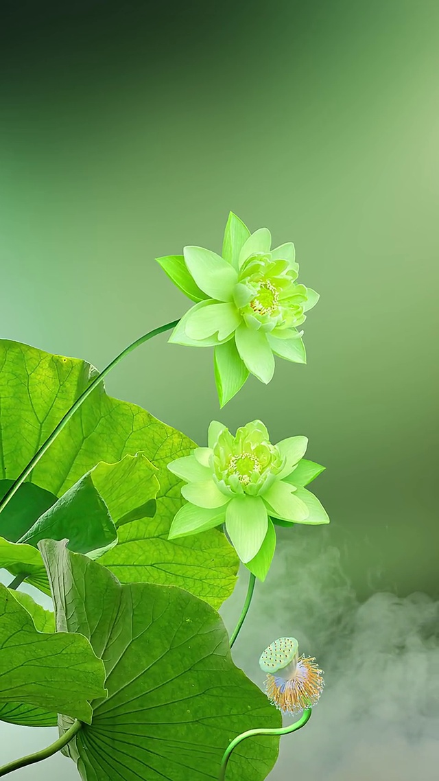 心似莲花开，好运自然来。