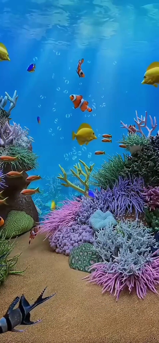 高清海底世界