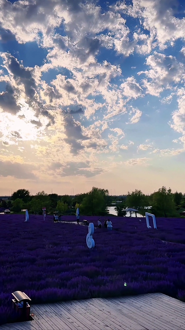 夕阳下的薰衣草