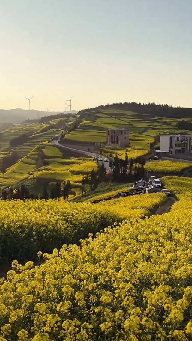 乡村油菜花
