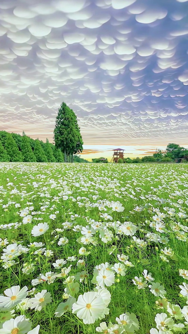 唯美蘑菇云雏菊花海