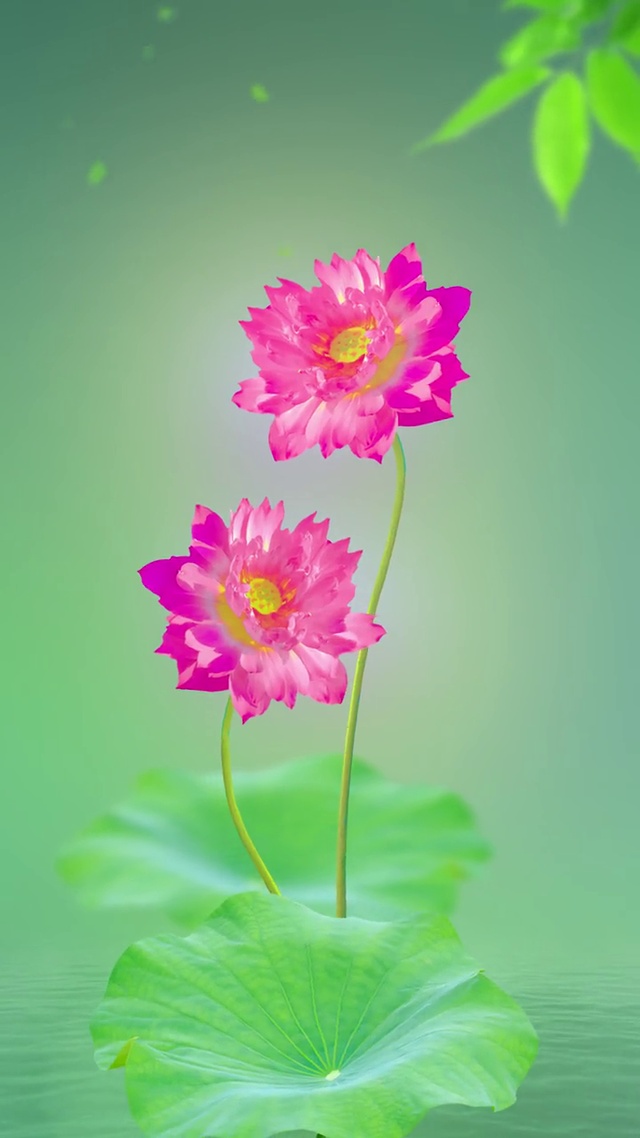 芙蓉花