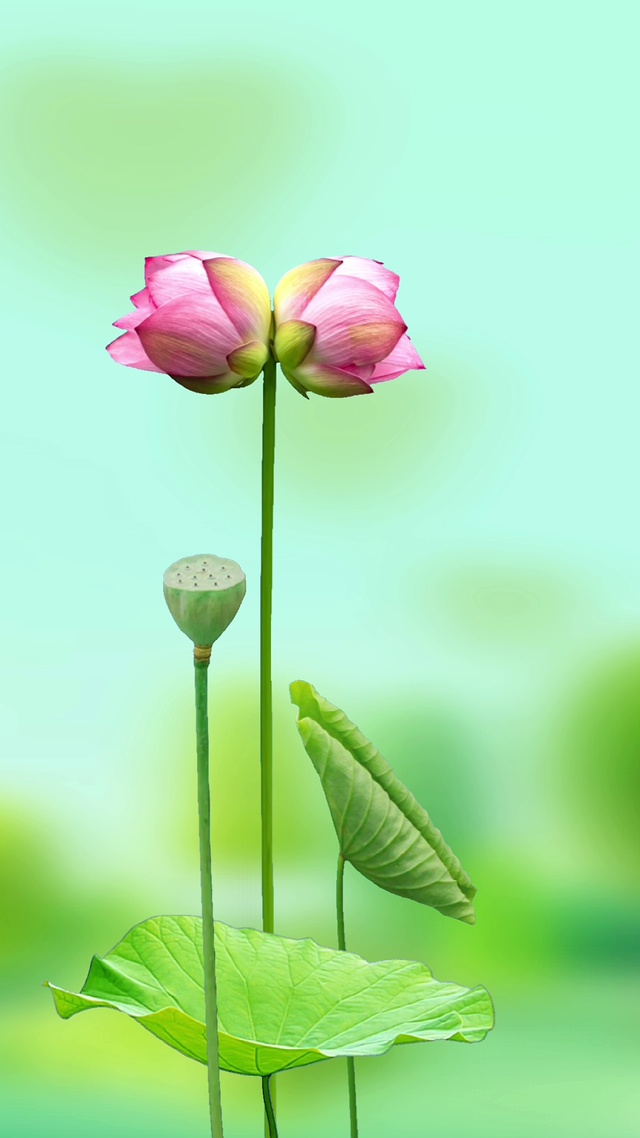 并蒂花开