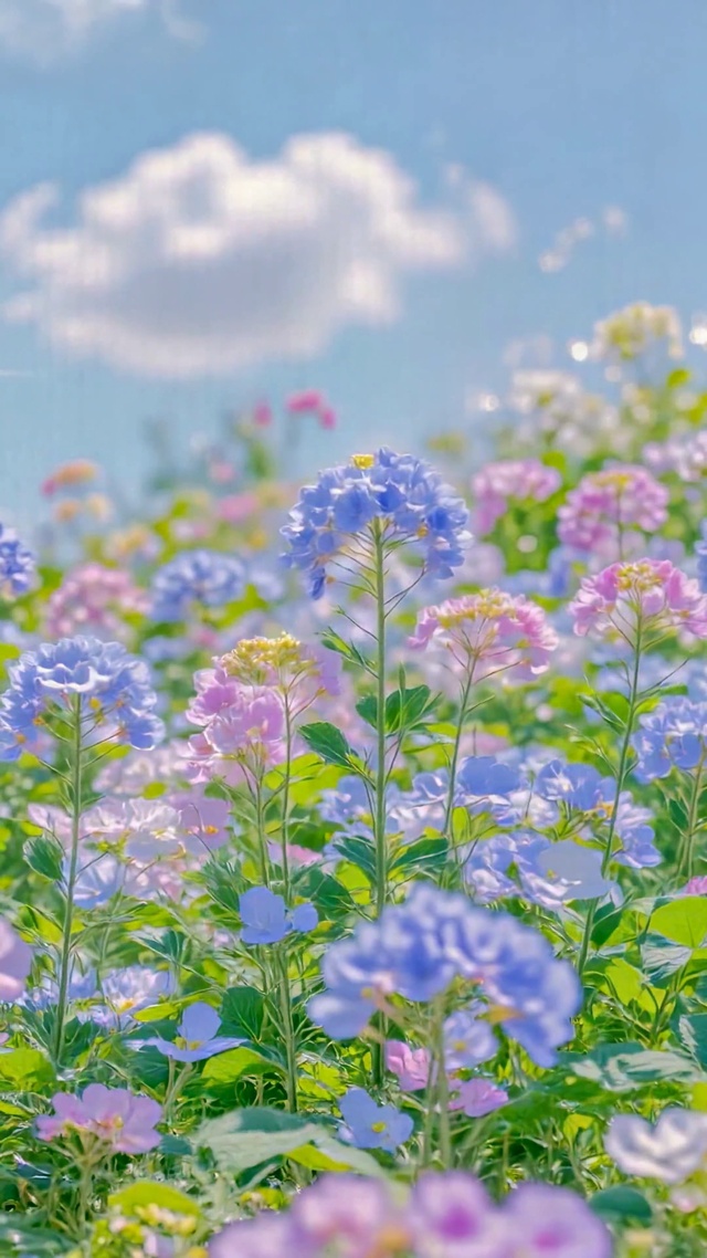 清新治愈春日蓝粉花海