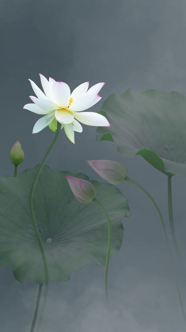 荷花