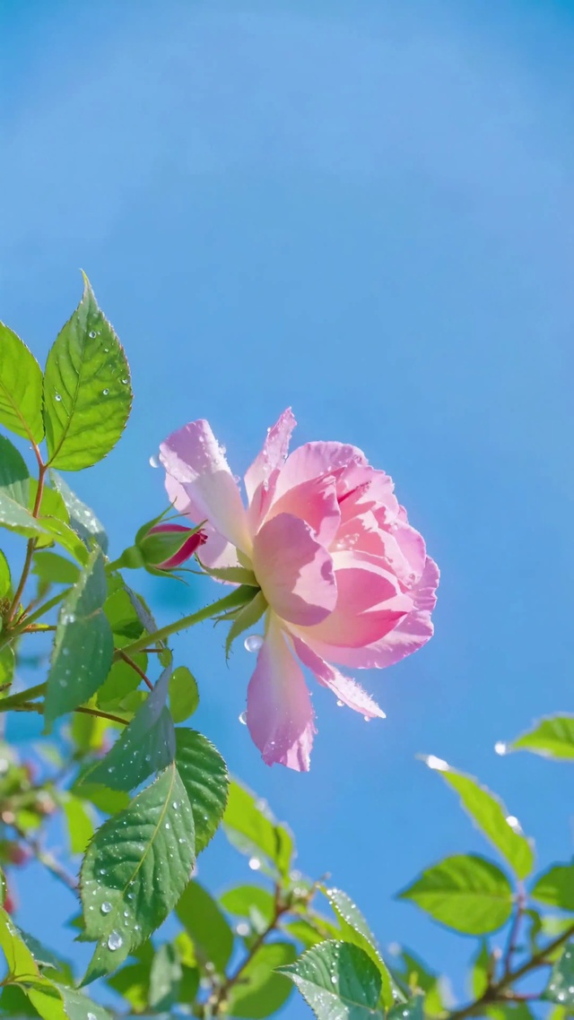 治愈护眼晴空晨露玫瑰