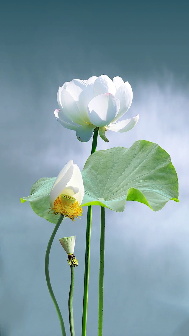 治愈荷花动态壁纸