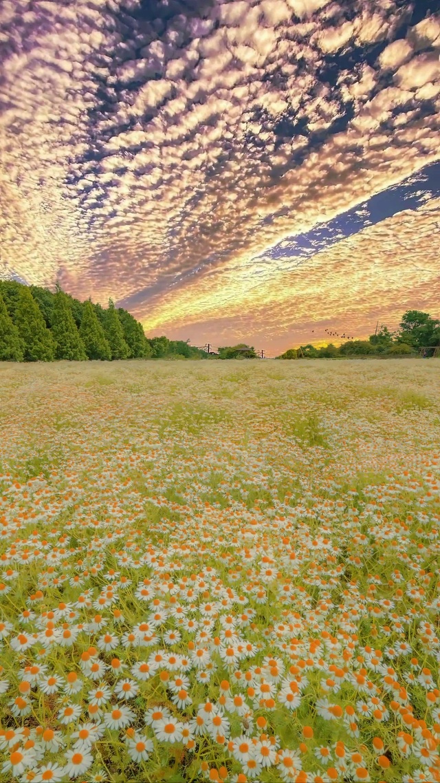 浪漫雏菊花海