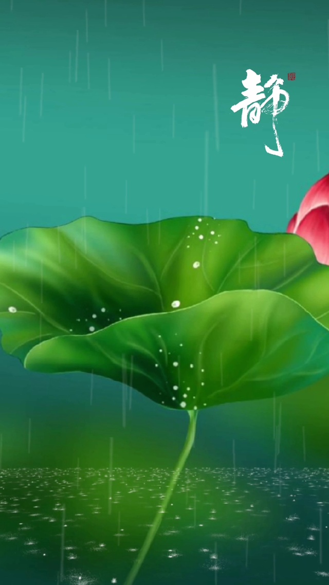 雨中莲花