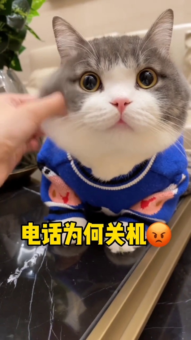 萌萌好运喵