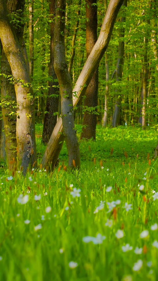4K绿草树林