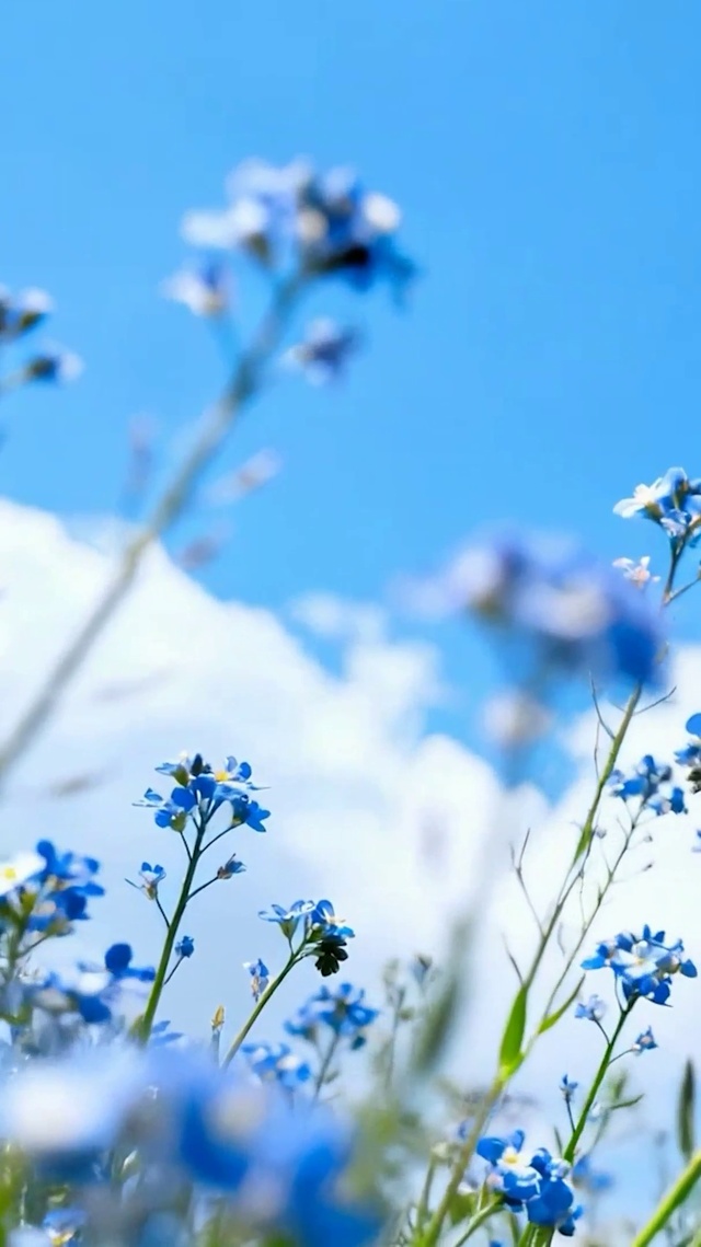 护眼花草树木