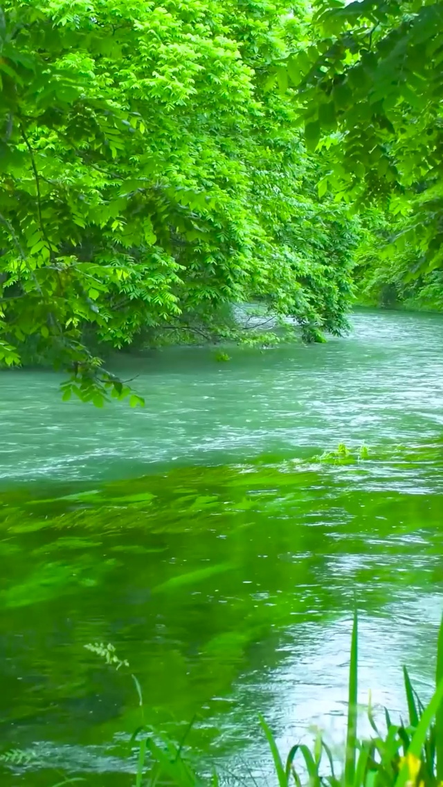 4K夏日养眼绿林流水
