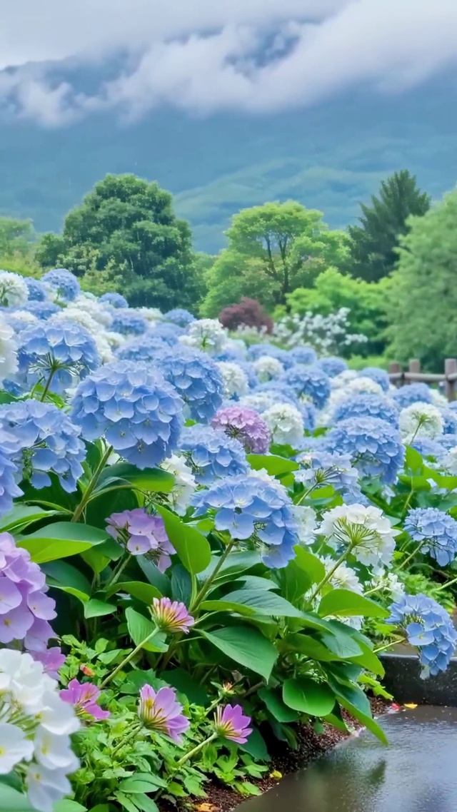 雨后山间的绣球花径