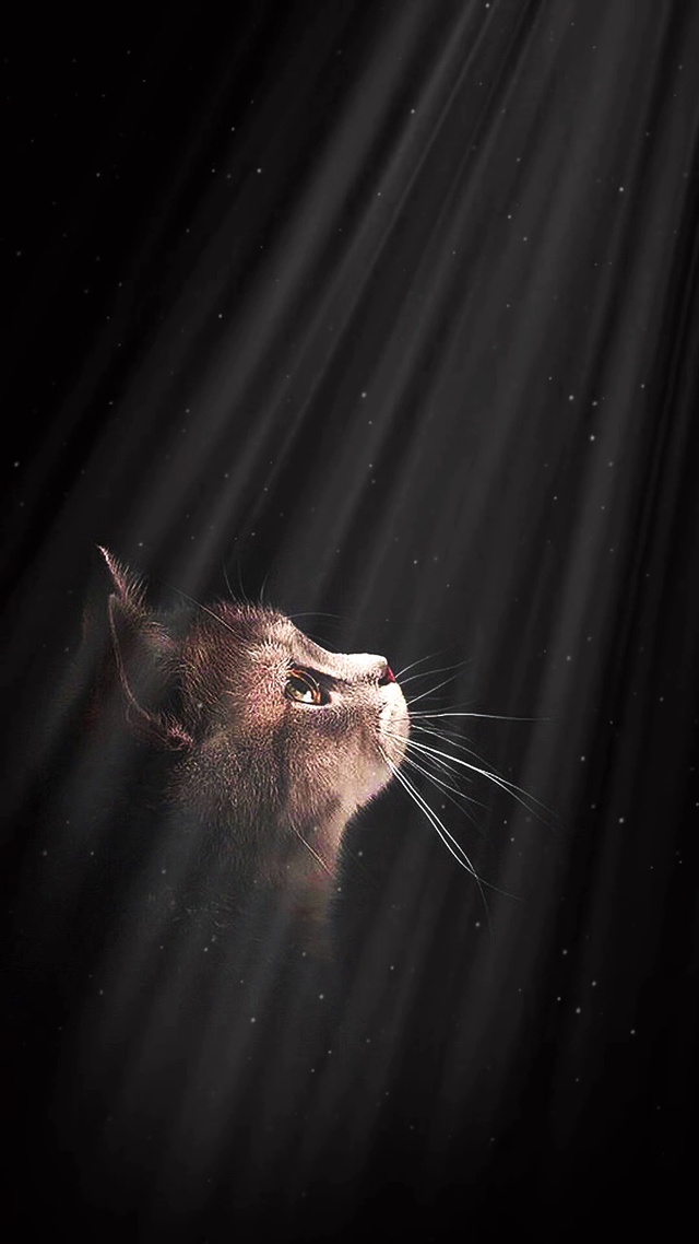你就是猫咪的那道光呀！