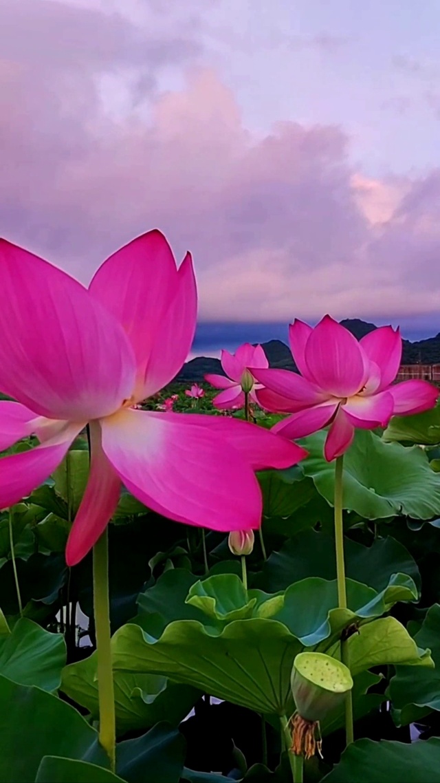 好运莲莲