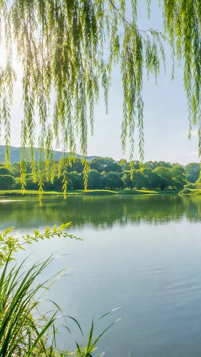 晴日翠柳湖畔清新风光