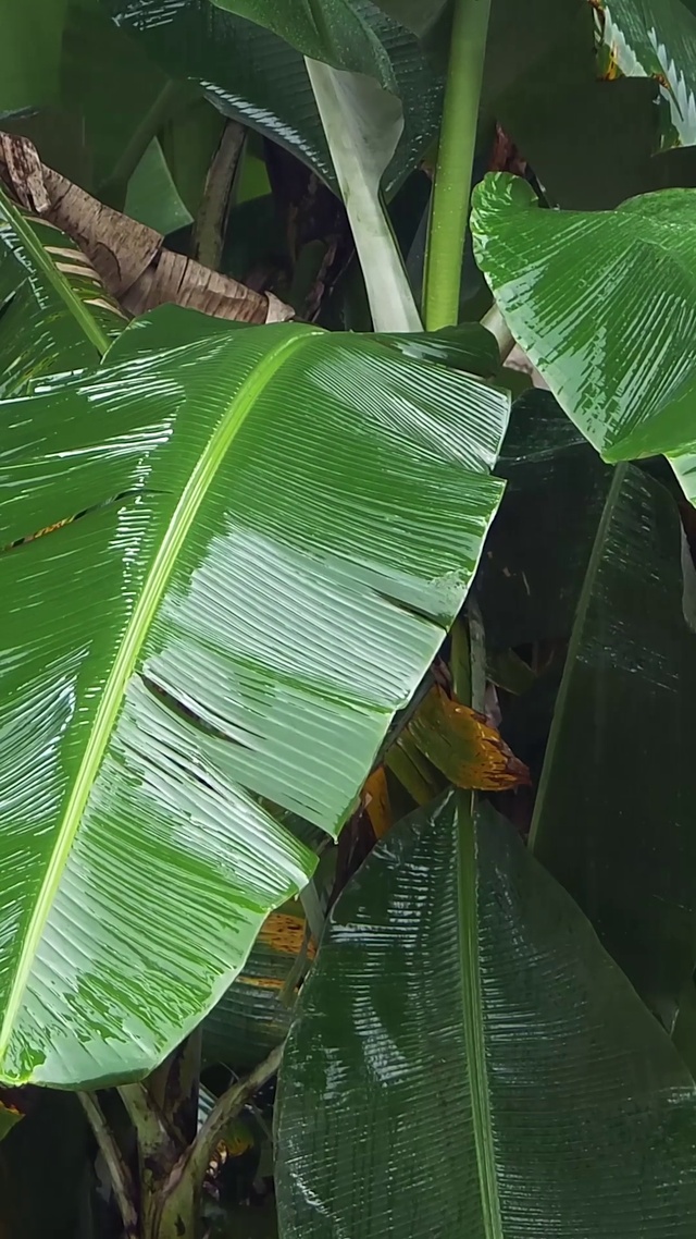 雨中香蕉树l