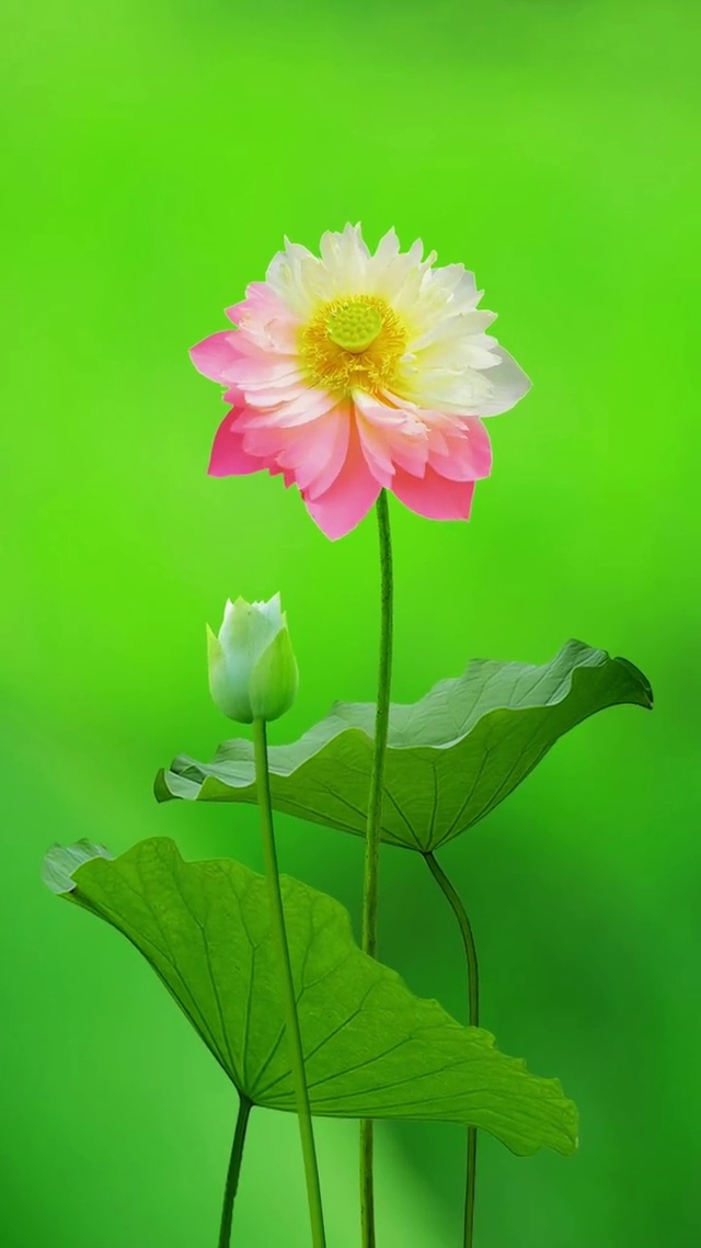 匆匆那年花开