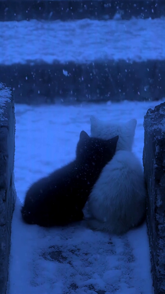 看雪