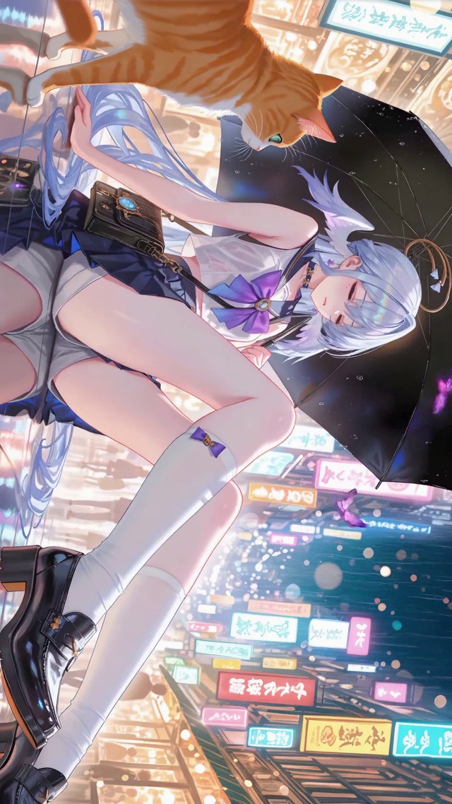 雨天霓虹知更鸟与猫