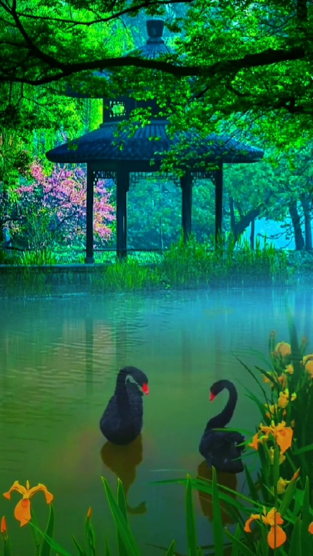 黑天鹅