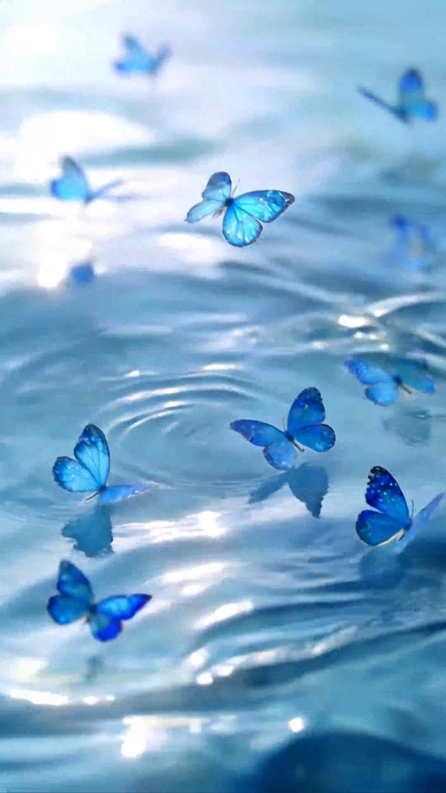 水面蝶舞