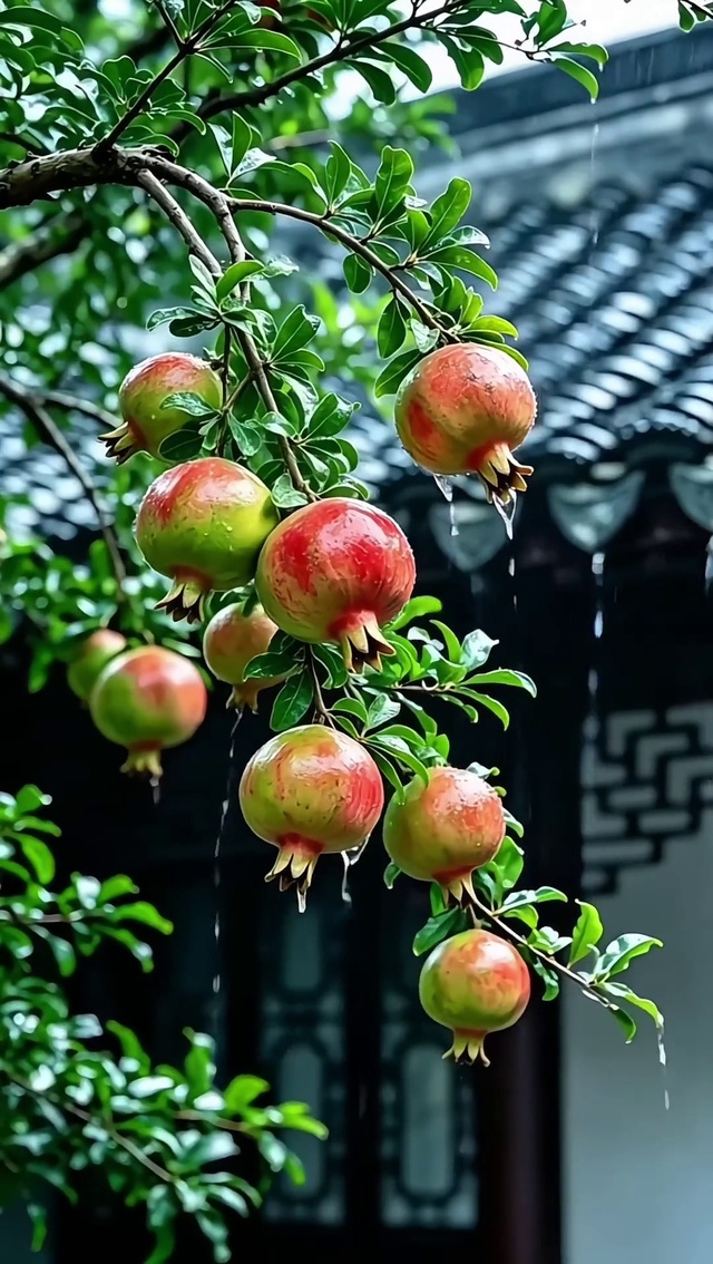 石榴