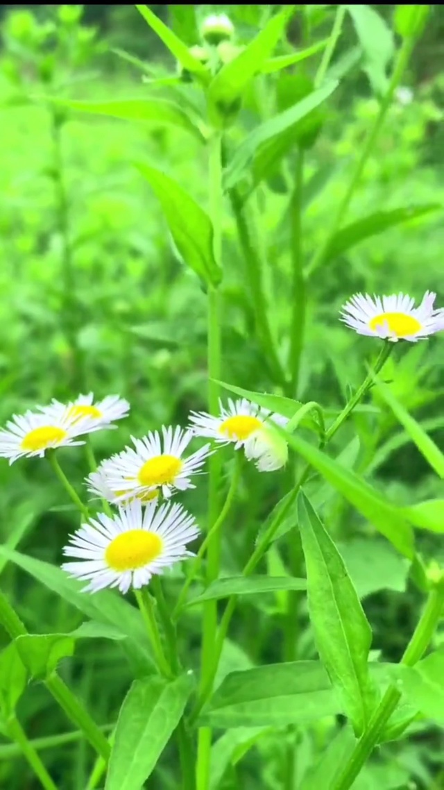 小时候太阳花草