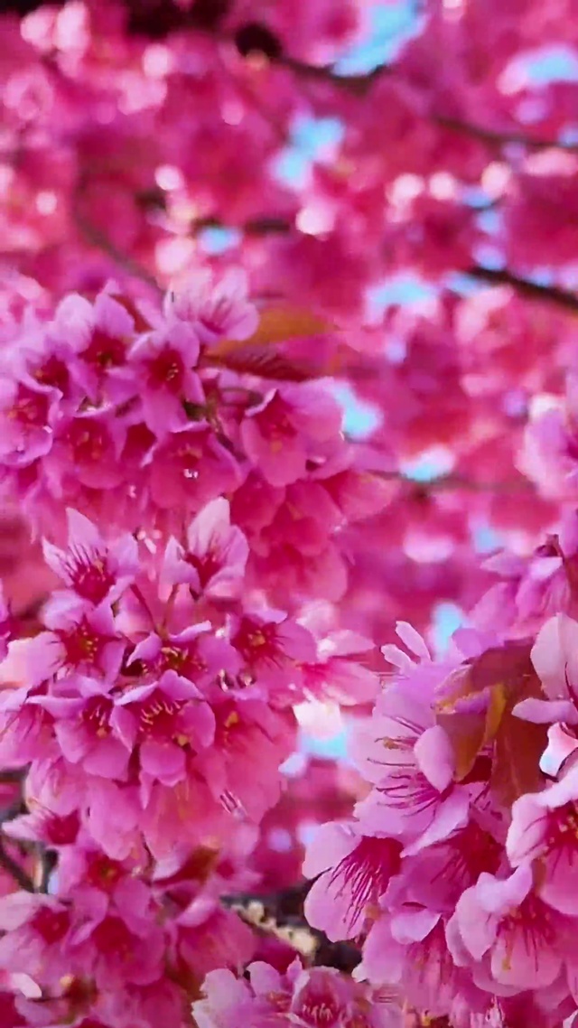 浪漫冬樱花