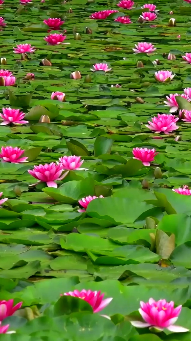 荷花池