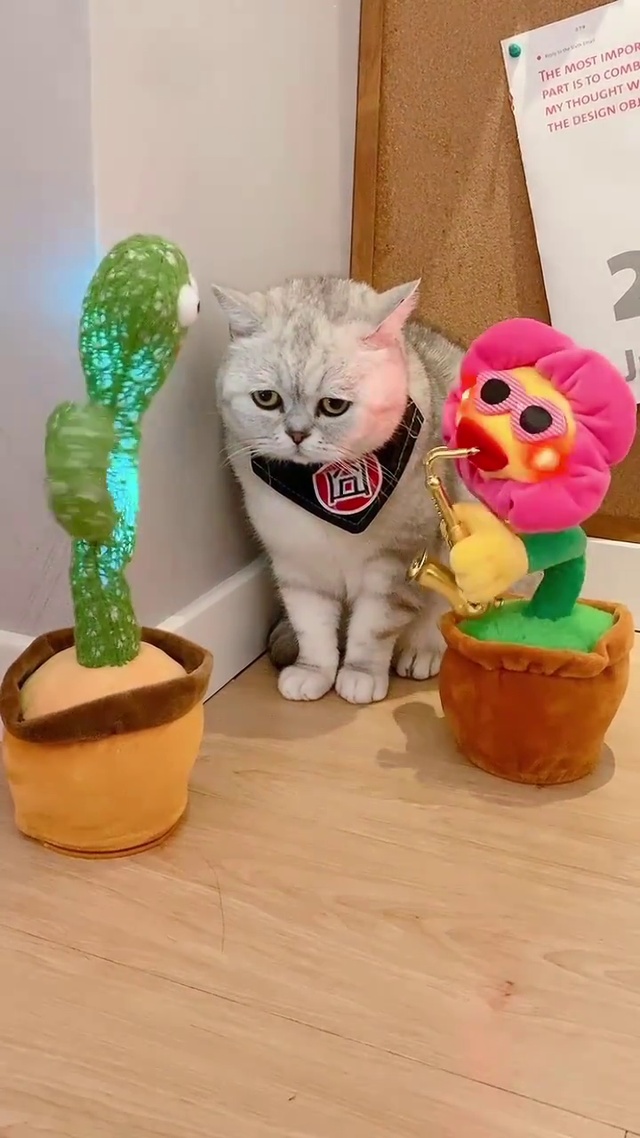 委屈小猫咪