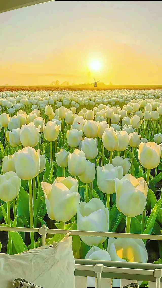 黄昏白色郁金香